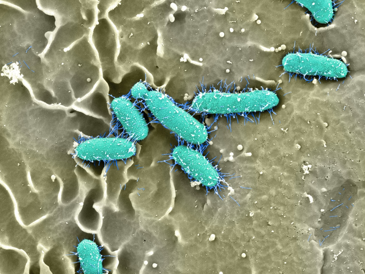 Ushering Pilus Assembly: Dissecting the Mechanics of an E. coli Bacterial Nanomachine 