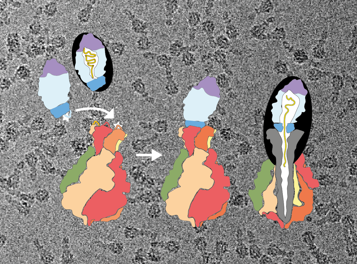 A gate switch mechanism activates Tc toxins