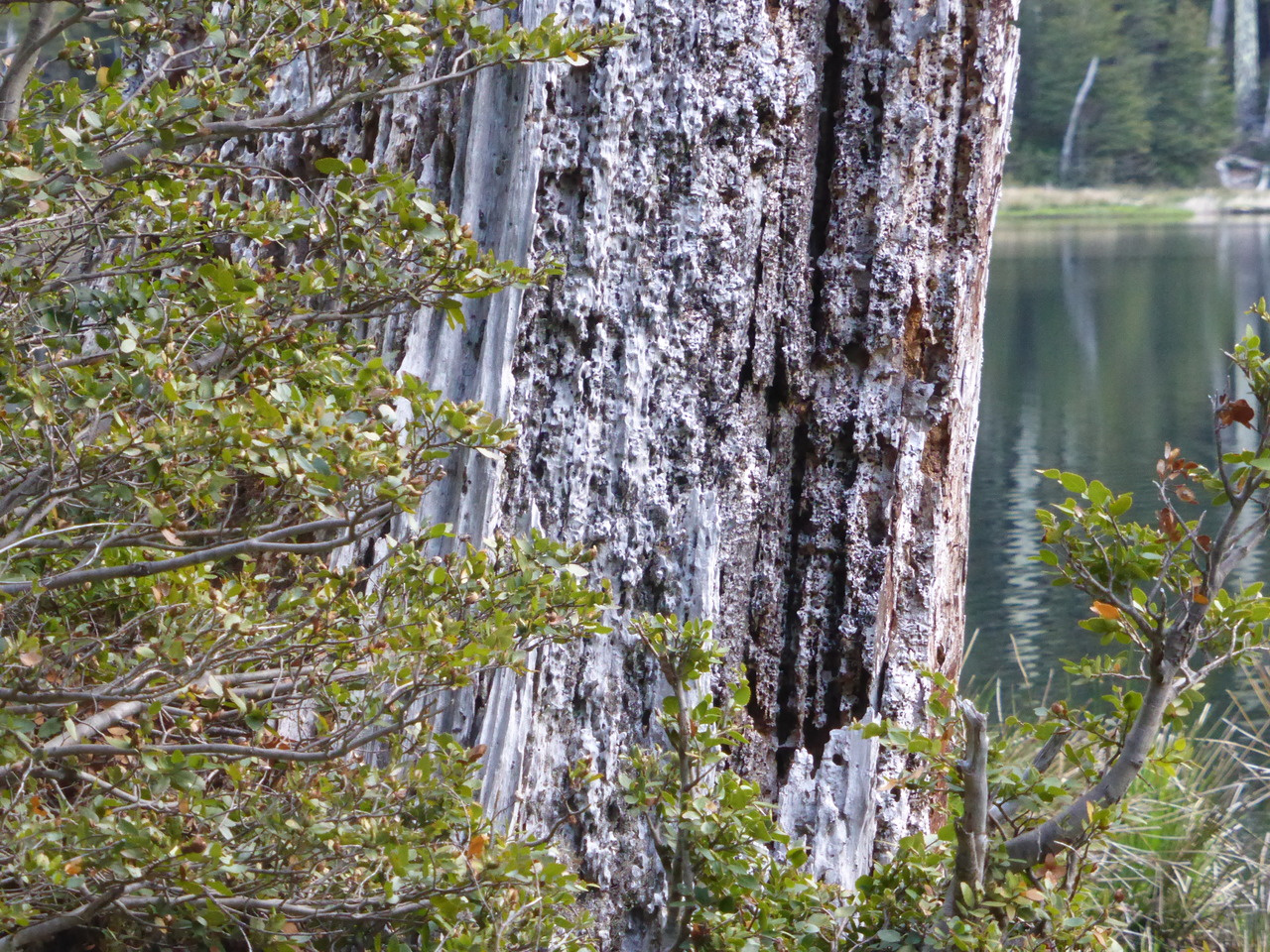 Do forests cool the Earth?