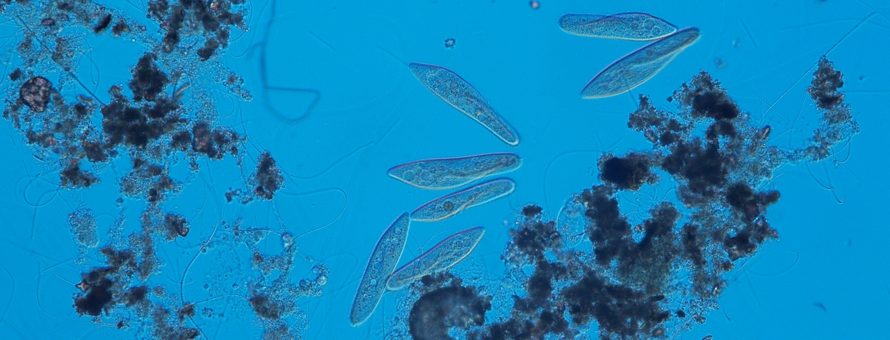 Biodiversity increases and decreases ecosystem stability