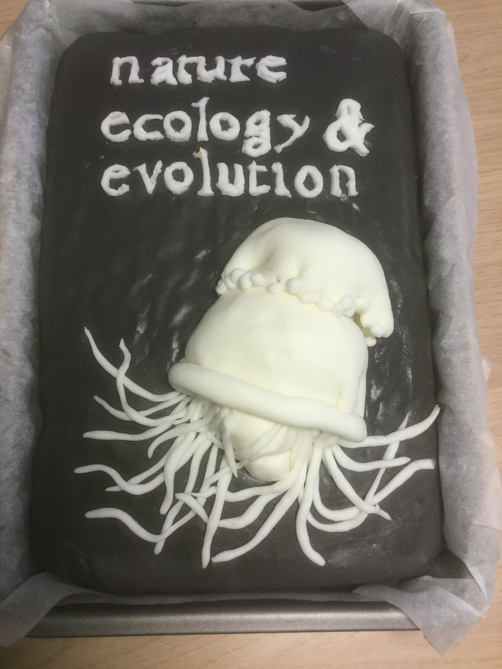 Gallery | Launch Cake