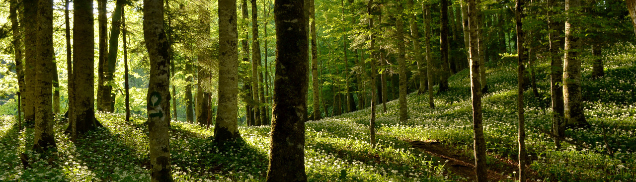 International Day of Forests 2018