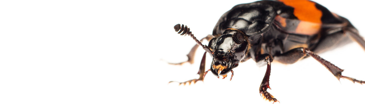 Gallery | July 2017 homepage image