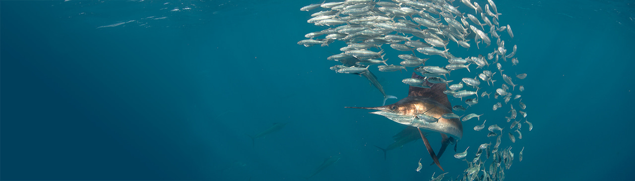 Gallery | January 2018 homepage image 1