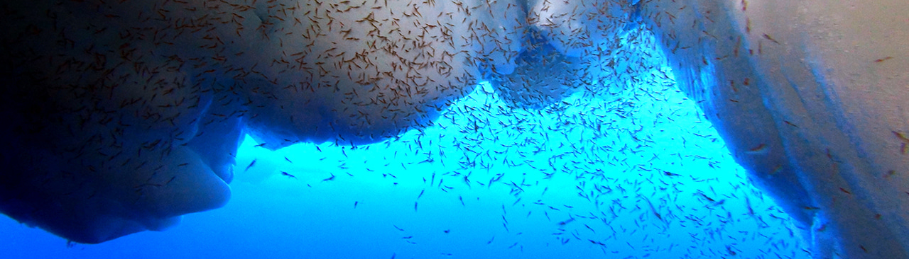 Gallery | December 2017 homepage image 1