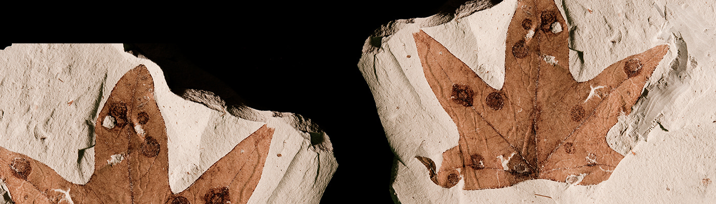 Gallery | January 2017 homepage image 2