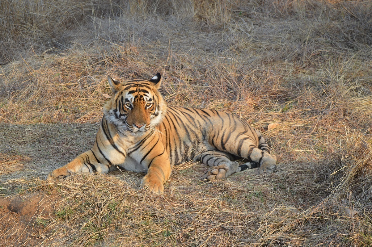 Big cats – predators under threat