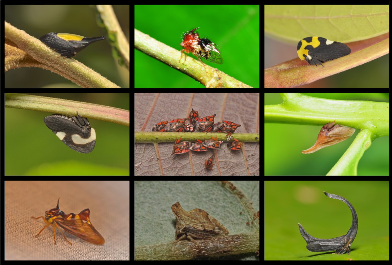 Treehopper helmets, wing-network genes, and characterizing evolutionary novelty. 