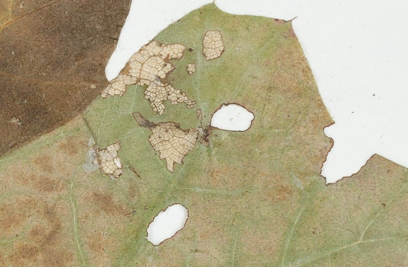 Historical specimens reveal how much insects eat