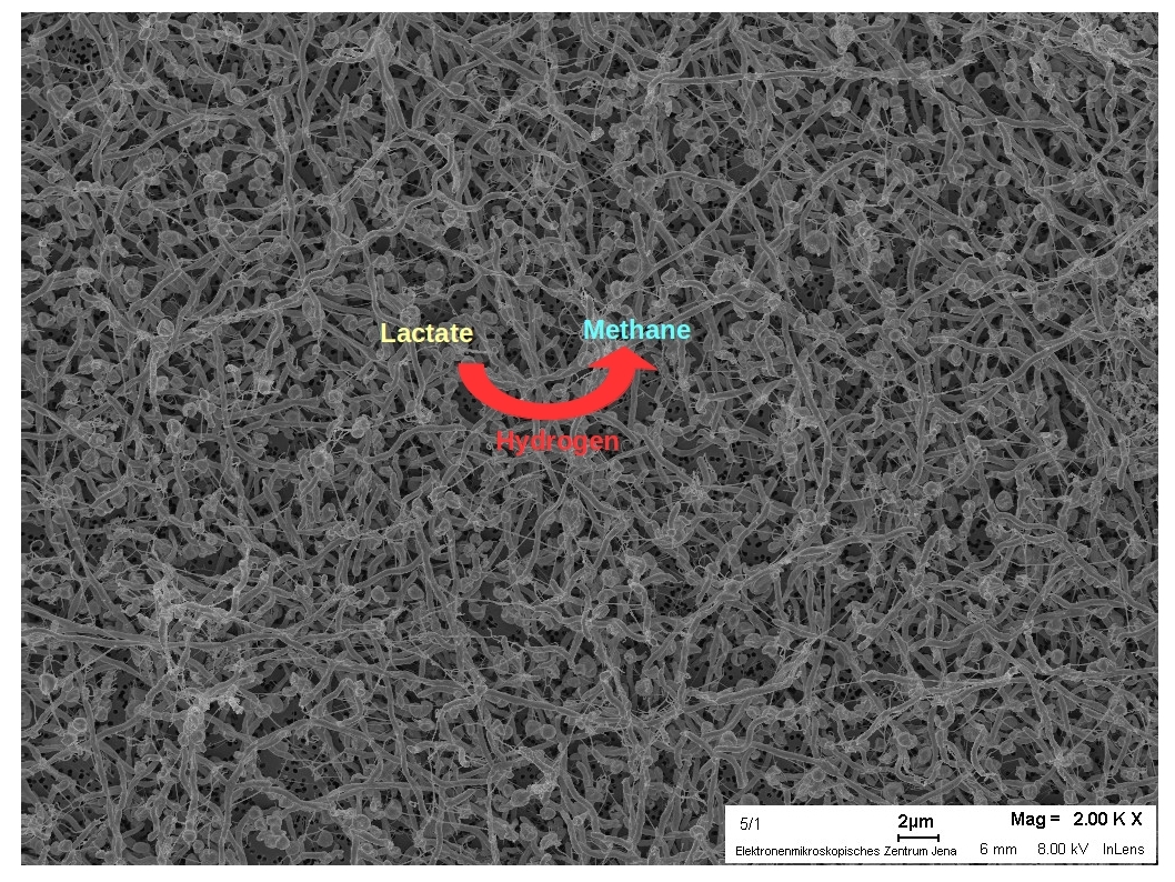 Hydrogen production by Epsilonproteobacteria involved in methane-producing co-cultures