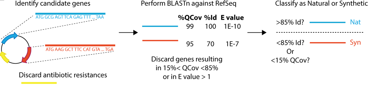 Identifying synthetic genes and understanding their use in bioengineering