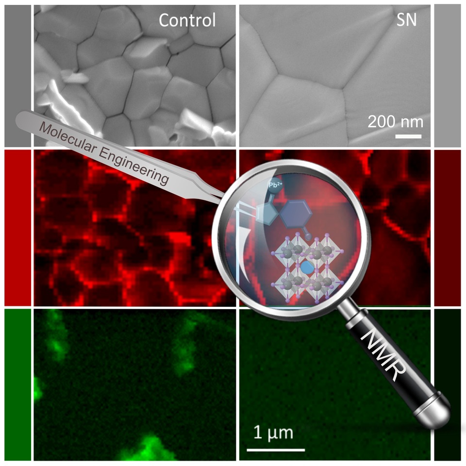 Multifunctional Molecular Modulation for Perovskite Solar Cells: How Molecular Engineering and Solid-State NMR  Lead to High Performance and Stability