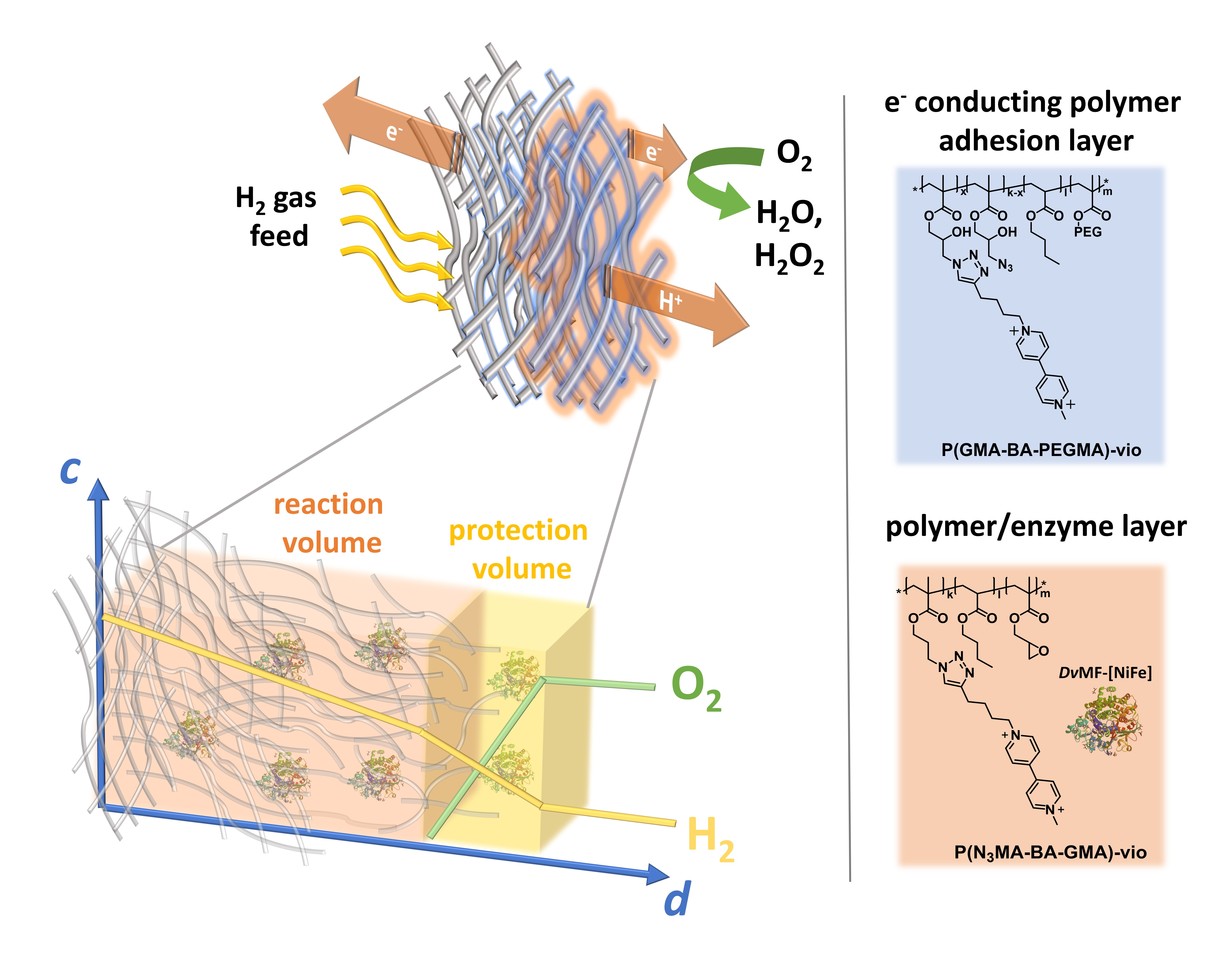 Take a deep breath! High current density polymer/hydrogenase gas-diffusion electrodes