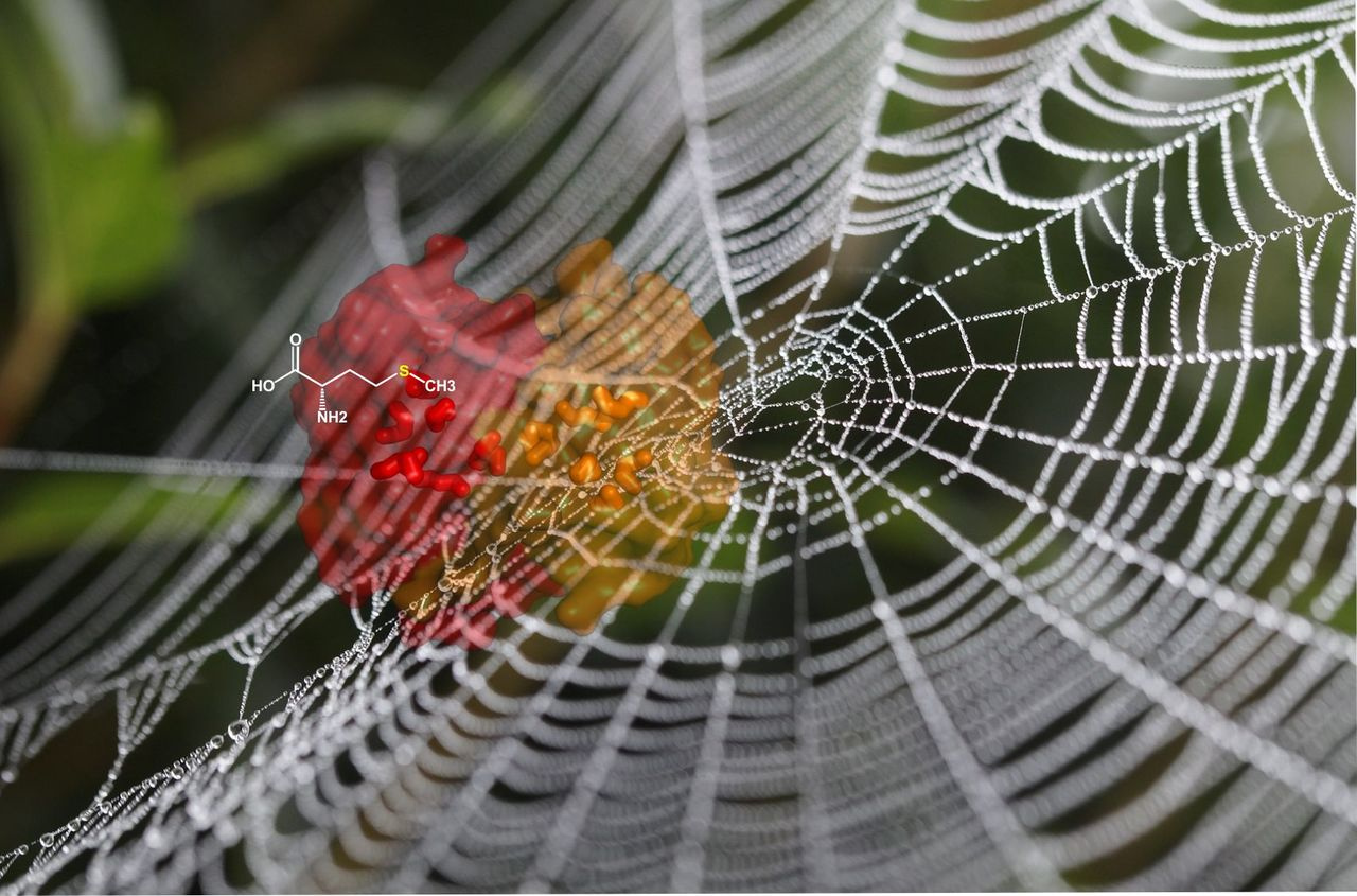 Methionine drives tight binding in spider silk 