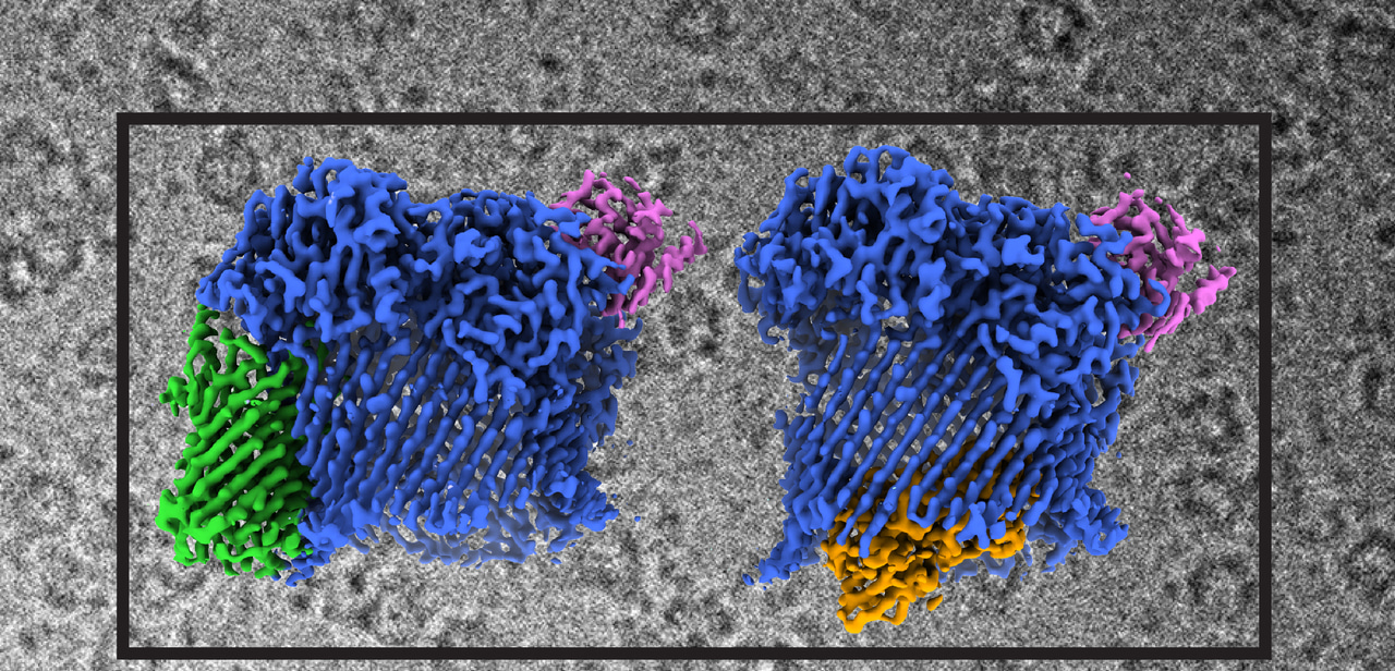 Deciphering type 9 secretion: a barrel of fun