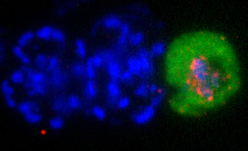 Redefining the initial steps of sexual development in malaria parasites