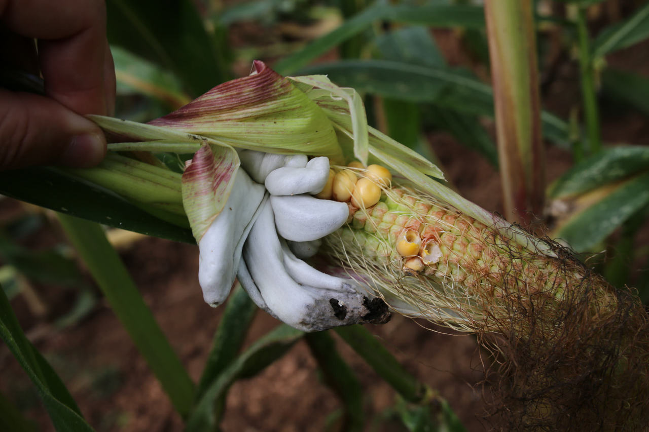 Effector evolution linked to a specialized pathogenic lifestyle