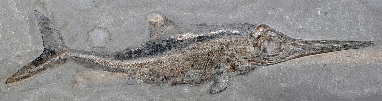 Unique fossil reveals the softer side of ancient ‘sea monsters’