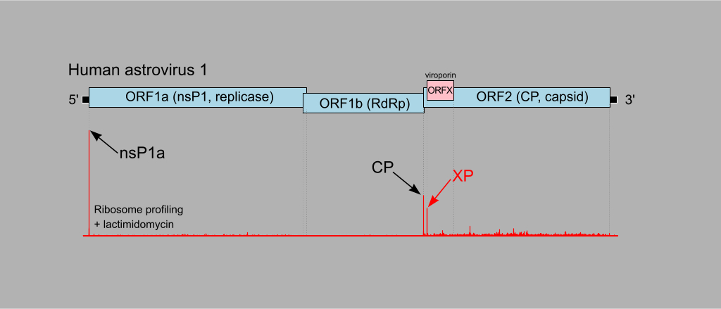 A hidden gene in astroviruses encodes a viroporin