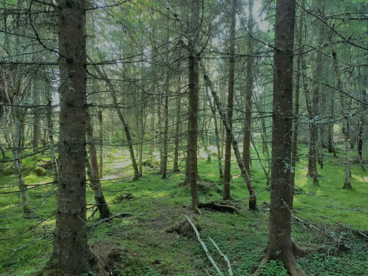 Could forests make flying sustainable?