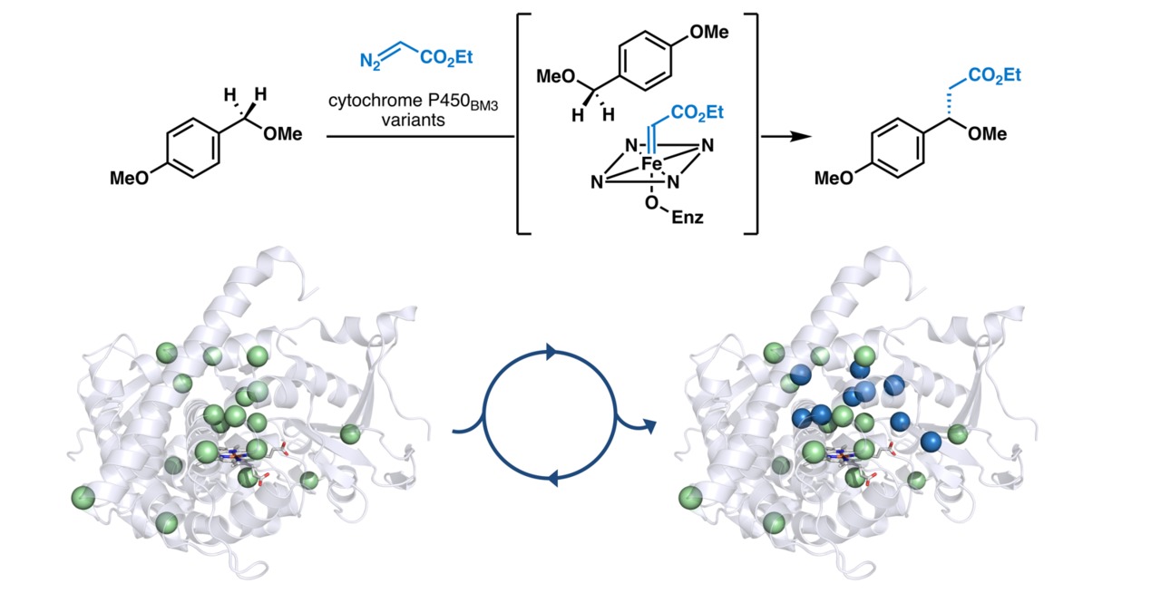Pushing the frontiers of iron catalysis by directed enzyme evolution