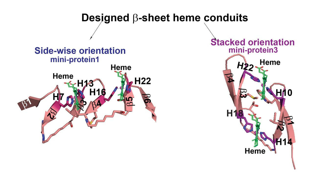 Can beta sheets bind multiple heme cofactors? 