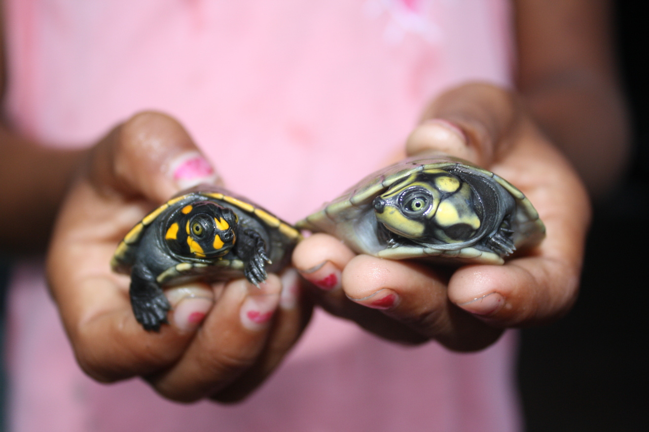 The power of community action for biodiversity conservation