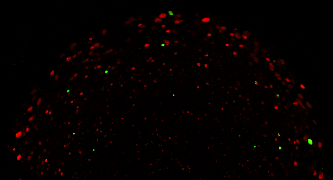 Can biofilms retain genetic information in the absence of selection?