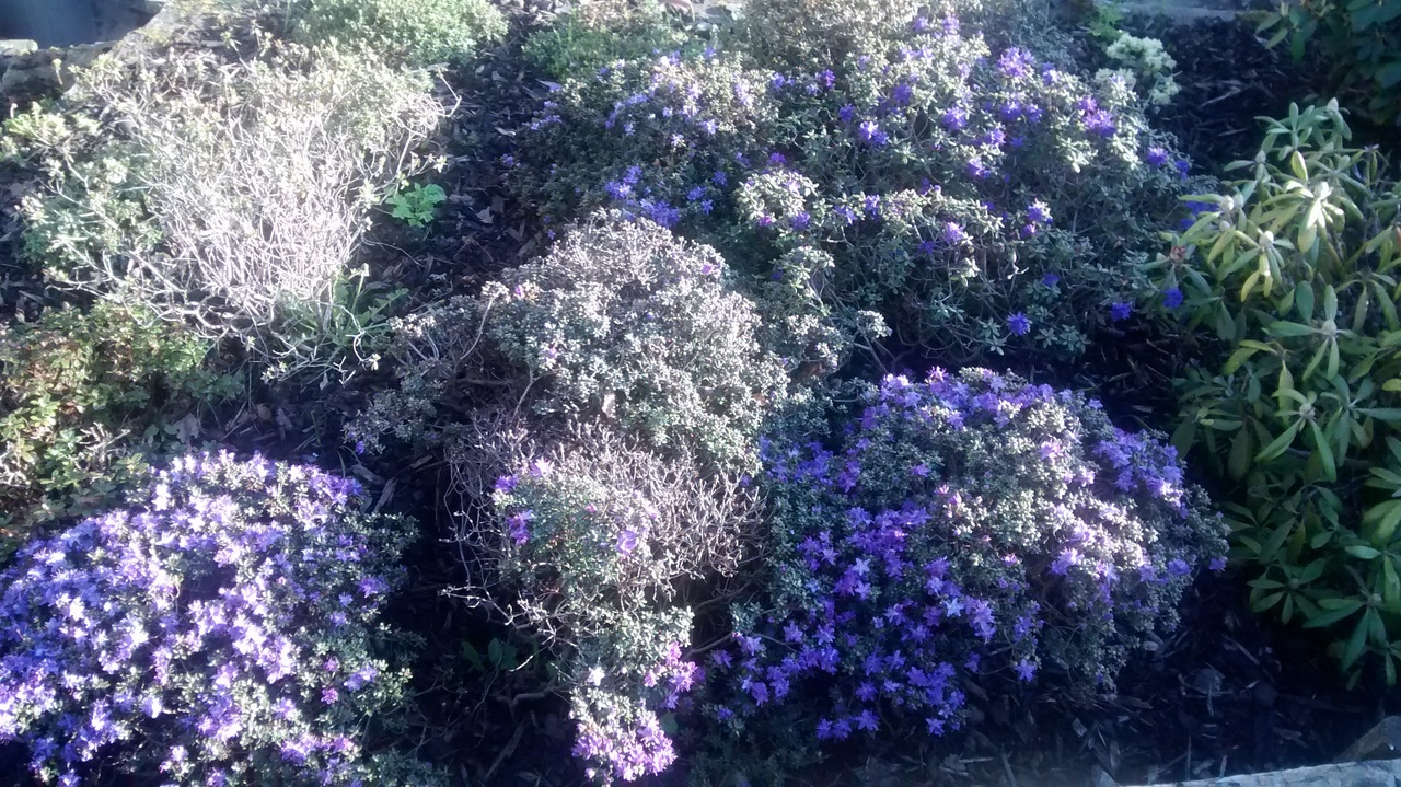 The full power of the Sustainable Development Goals cannot be realised without an Evidence-Based revolution