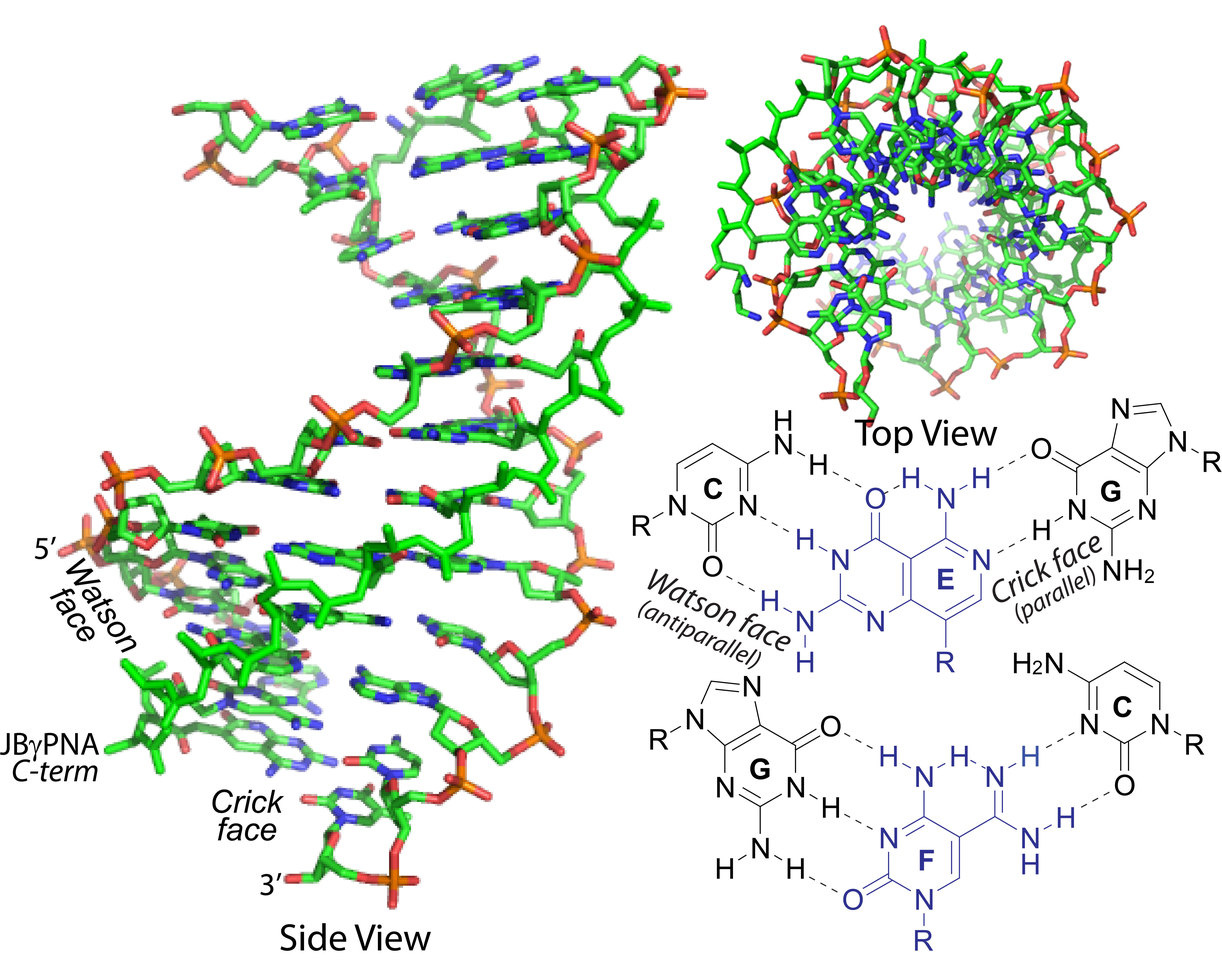 Digital recognition of double-stranded DNA or RNA