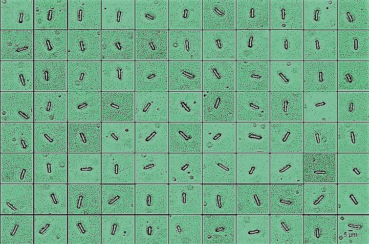 Assessing fission yeast transcriptional heterogeneity