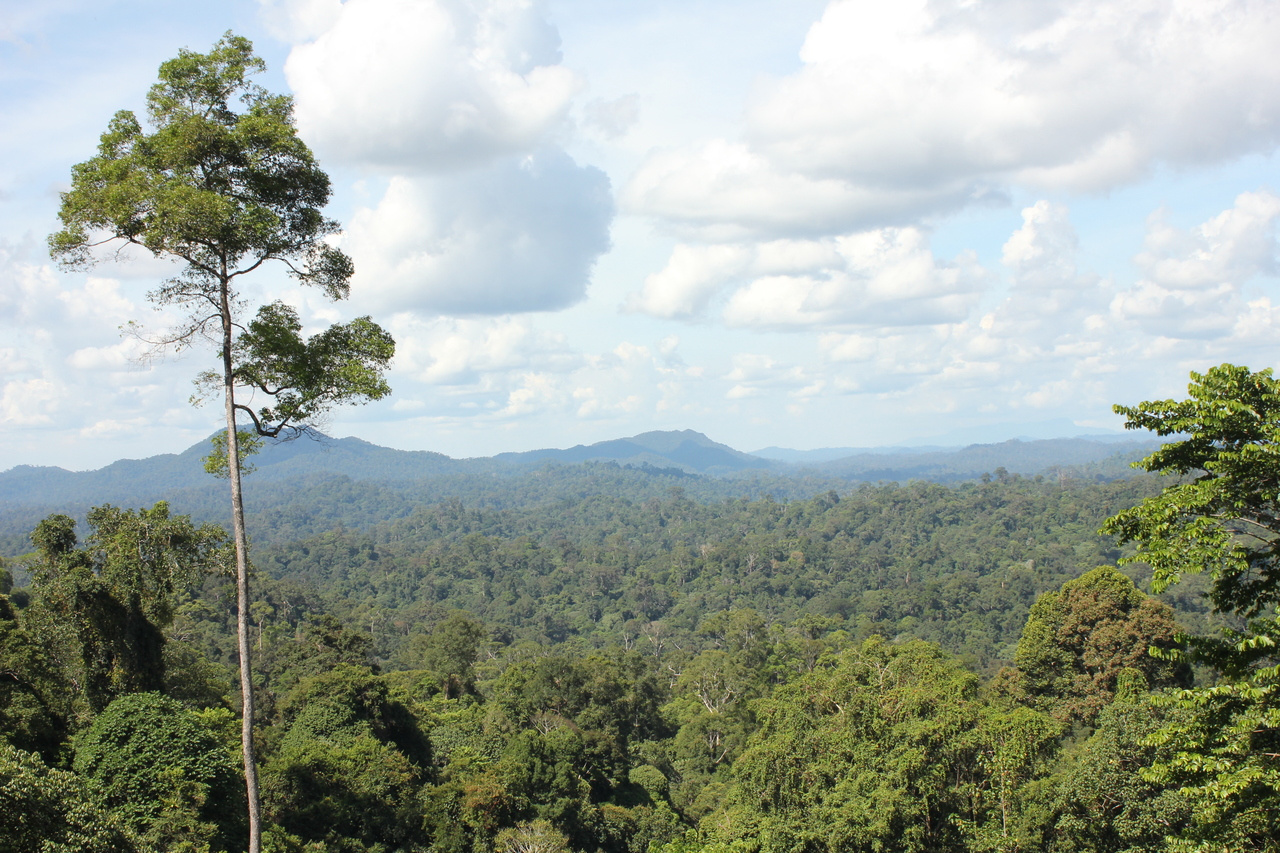 Can’t see the wood for the trees?