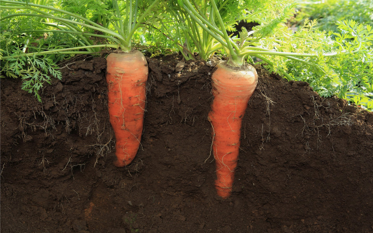 A global agenda for collective action on soil carbon 