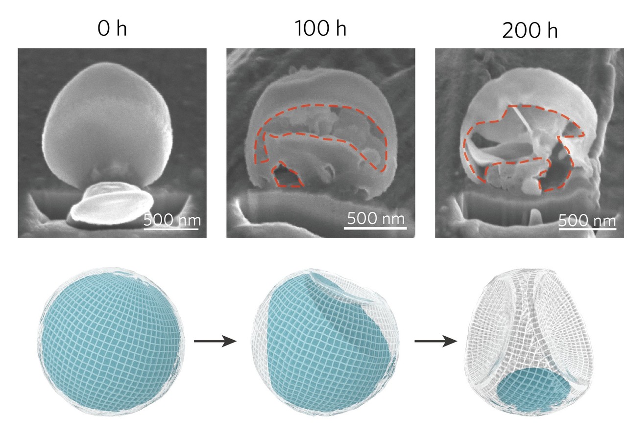 Fast galvanic lithium corrosion involving a Kirkendall-type mechanism