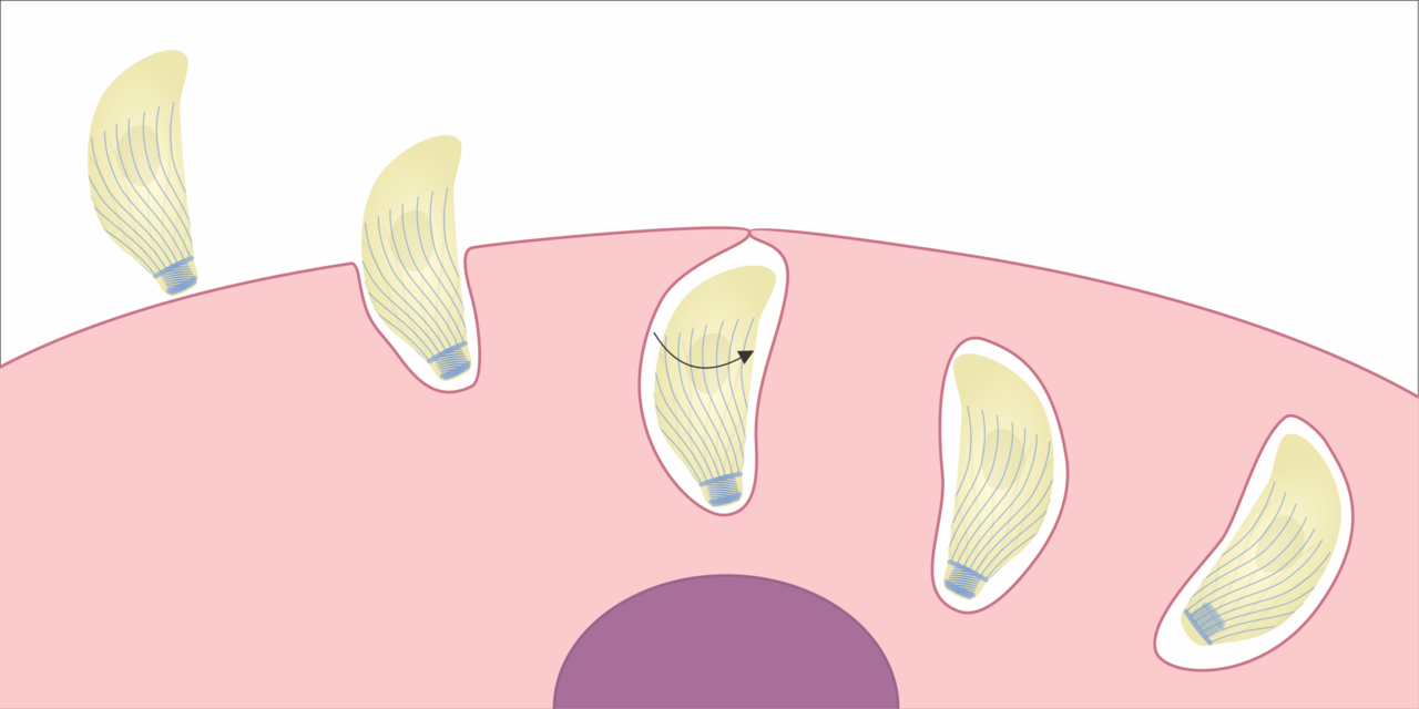 The twists and turns of Toxoplasma