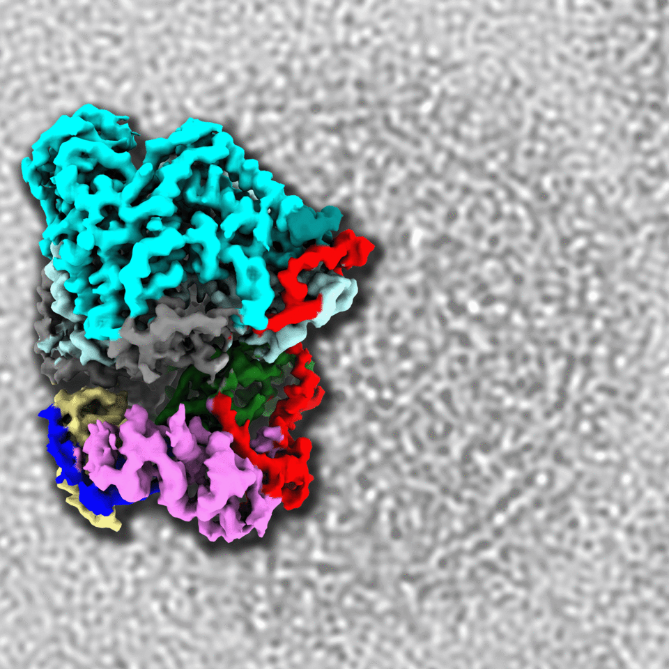 Eyes on the RNA virus polymerase – one major target for antiviral development