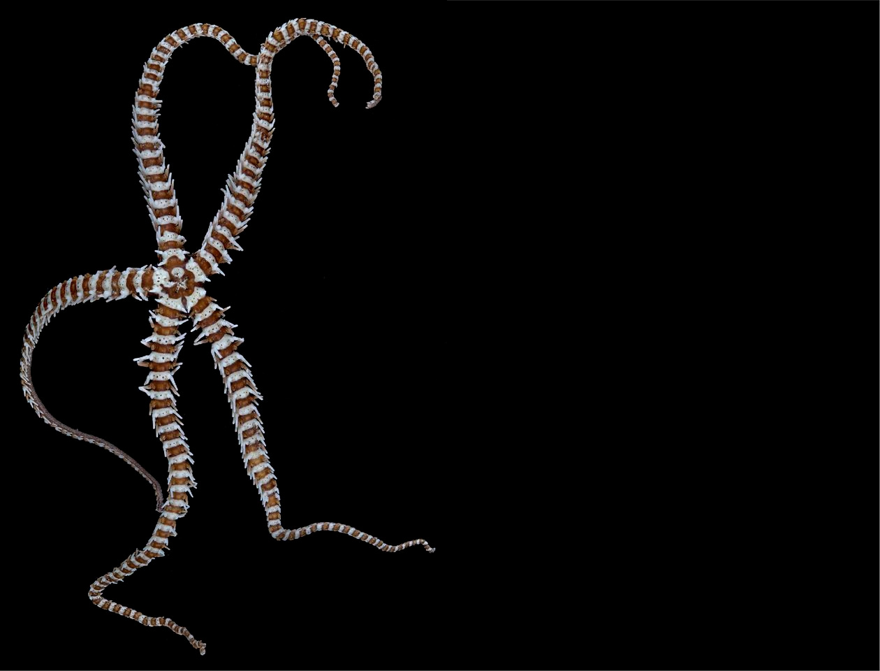 How we found that deep-sea biogeography doesn't obey the rules