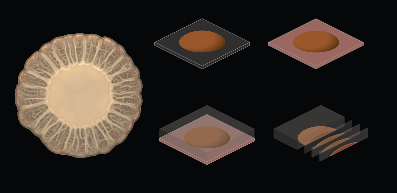 Nondisruptive imaging directly monitors the effects of pigment production and antibiotic treatment on biofilm physiology