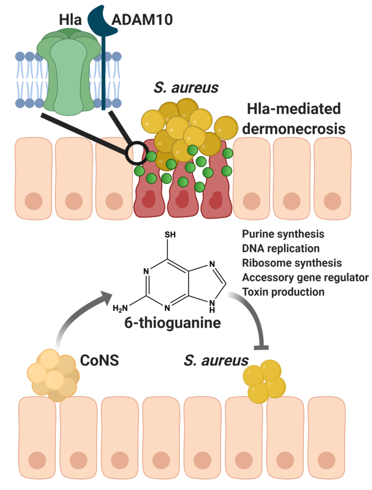 Targeting purine synthesis to curtail Staphylococcus aureus virulence