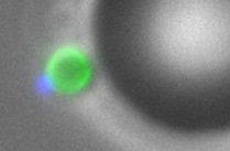 New insights to select and prioritize malaria vaccine candidates