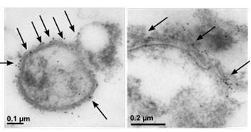 Can malaria vaccines exploit complement for enhanced efficacy?