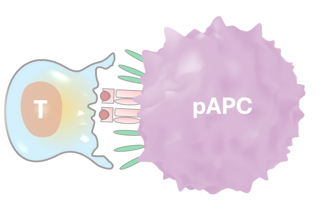 Capturing T Cells with Cell-Gel Hybrid