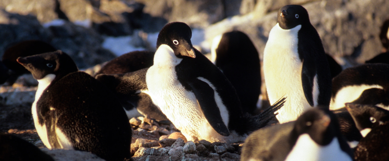 Our footprint on Antarctica competes with nature for rare ice-free land
