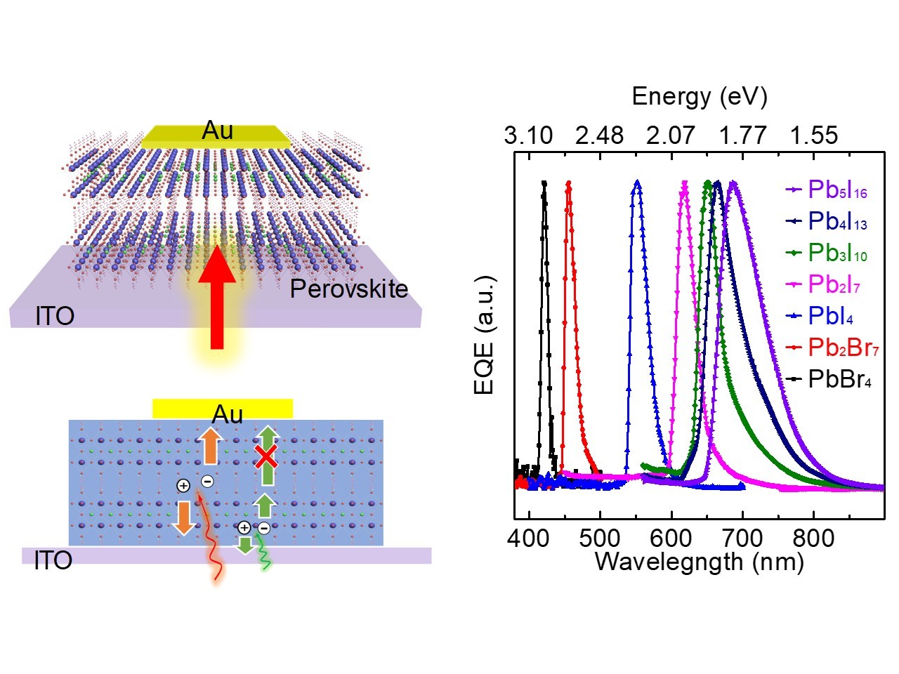 Self-trapped state enabled filterless narrowband photodetections in 2D layered perovskite single crystals