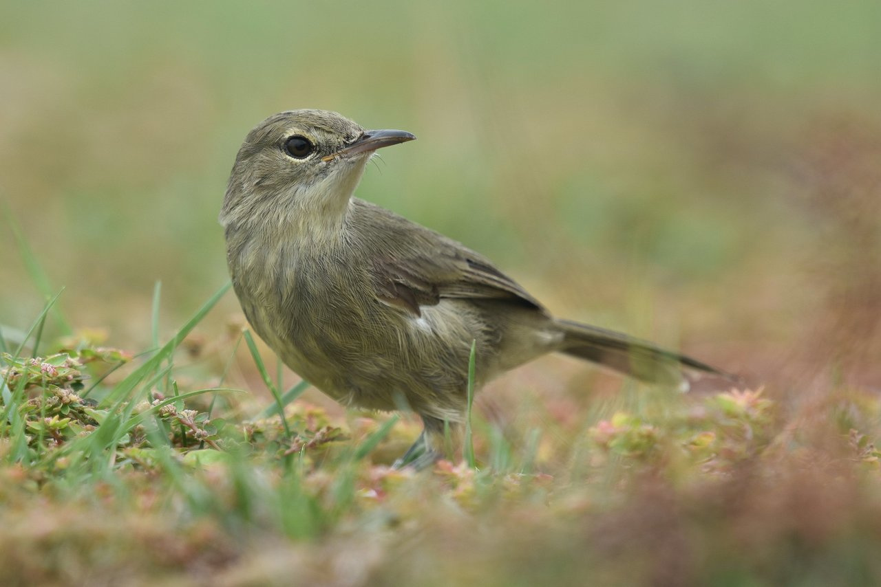 Female birds that receive help with parental care age more slowly