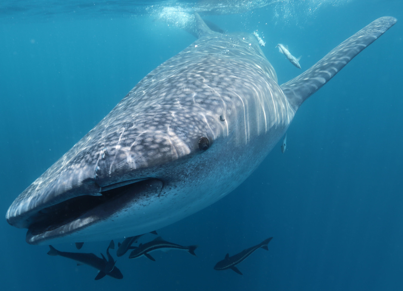 Watery tales of whale sharks