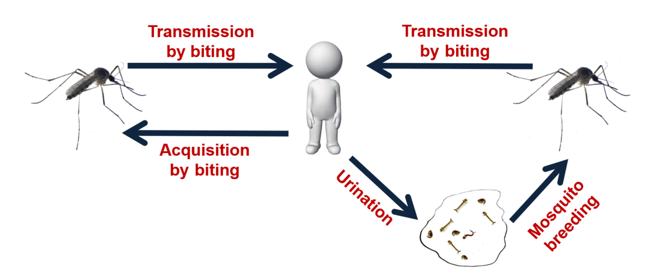 A new potential route of ZIKV transmission in nature