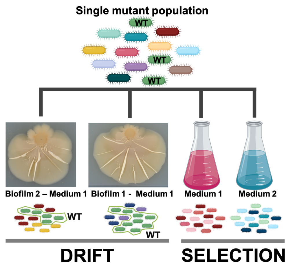 Chance and pleiotropy dominate genetic diversity in complex bacterial environments