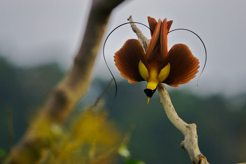 Sex chromosome evolution of Wallace's birds-of-paradise