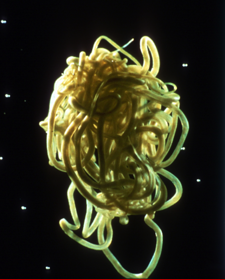 River blindness agent genetic diversity – setting a baseline before MDA 